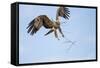 Tawny Eagle, Chobe National Park, Botswana-Paul Souders-Framed Stretched Canvas