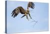 Tawny Eagle, Chobe National Park, Botswana-Paul Souders-Stretched Canvas