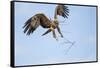 Tawny Eagle, Chobe National Park, Botswana-Paul Souders-Framed Stretched Canvas