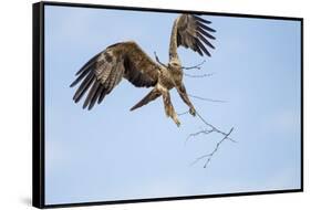 Tawny Eagle, Chobe National Park, Botswana-Paul Souders-Framed Stretched Canvas