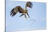 Tawny Eagle, Chobe National Park, Botswana-Paul Souders-Stretched Canvas