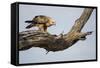 Tawny Eagle, Chobe National Park, Botswana-Paul Souders-Framed Stretched Canvas