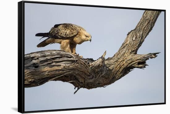 Tawny Eagle, Chobe National Park, Botswana-Paul Souders-Framed Stretched Canvas