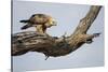 Tawny Eagle, Chobe National Park, Botswana-Paul Souders-Stretched Canvas