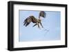 Tawny Eagle, Chobe National Park, Botswana-Paul Souders-Framed Photographic Print