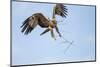 Tawny Eagle, Chobe National Park, Botswana-Paul Souders-Mounted Photographic Print