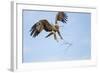 Tawny Eagle, Chobe National Park, Botswana-Paul Souders-Framed Photographic Print