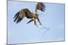 Tawny Eagle, Chobe National Park, Botswana-Paul Souders-Mounted Photographic Print