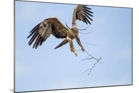 Tawny Eagle, Chobe National Park, Botswana-Paul Souders-Mounted Photographic Print