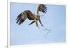 Tawny Eagle, Chobe National Park, Botswana-Paul Souders-Framed Photographic Print