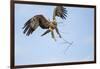 Tawny Eagle, Chobe National Park, Botswana-Paul Souders-Framed Photographic Print