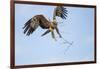 Tawny Eagle, Chobe National Park, Botswana-Paul Souders-Framed Photographic Print