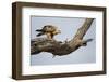 Tawny Eagle, Chobe National Park, Botswana-Paul Souders-Framed Photographic Print