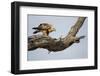 Tawny Eagle, Chobe National Park, Botswana-Paul Souders-Framed Photographic Print