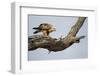 Tawny Eagle, Chobe National Park, Botswana-Paul Souders-Framed Photographic Print