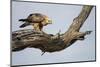 Tawny Eagle, Chobe National Park, Botswana-Paul Souders-Mounted Photographic Print