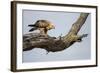 Tawny Eagle, Chobe National Park, Botswana-Paul Souders-Framed Photographic Print