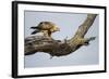 Tawny Eagle, Chobe National Park, Botswana-Paul Souders-Framed Photographic Print