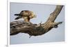 Tawny Eagle, Chobe National Park, Botswana-Paul Souders-Framed Photographic Print