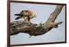 Tawny Eagle, Chobe National Park, Botswana-Paul Souders-Framed Photographic Print