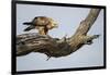 Tawny Eagle, Chobe National Park, Botswana-Paul Souders-Framed Photographic Print