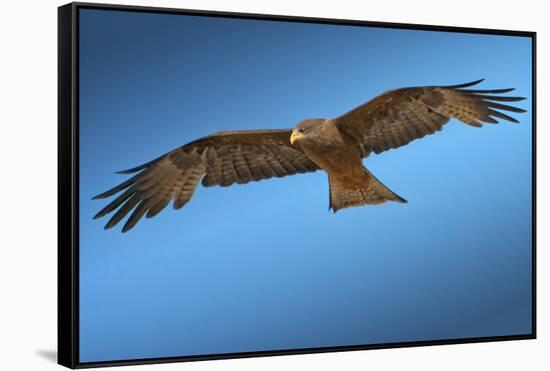 Tawny Eagle Flying, Filling Frame-Sheila Haddad-Framed Stretched Canvas