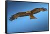 Tawny Eagle Flying, Filling Frame-Sheila Haddad-Framed Stretched Canvas