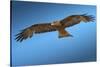 Tawny Eagle Flying, Filling Frame-Sheila Haddad-Stretched Canvas