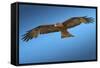 Tawny Eagle Flying, Filling Frame-Sheila Haddad-Framed Stretched Canvas