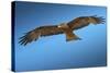 Tawny Eagle Flying, Filling Frame-Sheila Haddad-Stretched Canvas