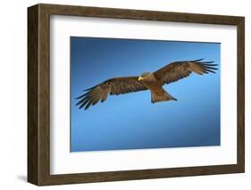 Tawny Eagle Flying, Filling Frame-Sheila Haddad-Framed Photographic Print
