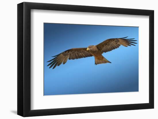 Tawny Eagle Flying, Filling Frame-Sheila Haddad-Framed Photographic Print