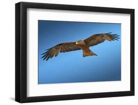 Tawny Eagle Flying, Filling Frame-Sheila Haddad-Framed Photographic Print