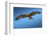 Tawny Eagle Flying, Filling Frame-Sheila Haddad-Framed Photographic Print