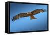 Tawny Eagle Flying, Filling Frame-Sheila Haddad-Framed Stretched Canvas