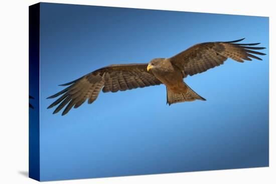 Tawny Eagle Flying, Filling Frame-Sheila Haddad-Stretched Canvas