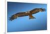 Tawny Eagle Flying, Filling Frame-Sheila Haddad-Framed Photographic Print