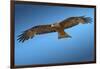 Tawny Eagle Flying, Filling Frame-Sheila Haddad-Framed Photographic Print