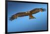 Tawny Eagle Flying, Filling Frame-Sheila Haddad-Framed Photographic Print