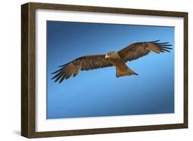 Tawny Eagle Flying, Filling Frame-Sheila Haddad-Framed Photographic Print