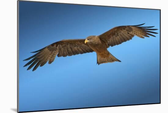 Tawny Eagle Flying, Filling Frame-Sheila Haddad-Mounted Photographic Print