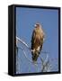 Tawny Eagle, Kgalagadi Transfrontier Park, Northern Cape, South Africa, Africa-Toon Ann & Steve-Framed Stretched Canvas