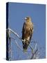 Tawny Eagle, Kgalagadi Transfrontier Park, Northern Cape, South Africa, Africa-Toon Ann & Steve-Stretched Canvas