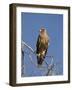 Tawny Eagle, Kgalagadi Transfrontier Park, Northern Cape, South Africa, Africa-Toon Ann & Steve-Framed Photographic Print