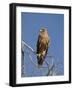 Tawny Eagle, Kgalagadi Transfrontier Park, Northern Cape, South Africa, Africa-Toon Ann & Steve-Framed Photographic Print