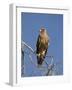 Tawny Eagle, Kgalagadi Transfrontier Park, Northern Cape, South Africa, Africa-Toon Ann & Steve-Framed Photographic Print