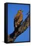 Tawny Eagle Perching on Branch-Paul Souders-Framed Stretched Canvas