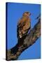 Tawny Eagle Perching on Branch-Paul Souders-Stretched Canvas