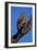 Tawny Eagle Perching on Branch-Paul Souders-Framed Premium Photographic Print