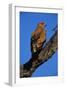 Tawny Eagle Perching on Branch-Paul Souders-Framed Premium Photographic Print